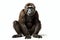Gorilla isolated on a white background