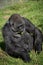 Gorilla at Jersey wildlife preservation trust