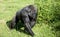 Gorilla at Jersey wildlife preservation trust