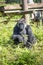 Gorilla at Jersey wildlife preservation trust