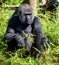 Gorilla at Jersey wildlife preservation trust