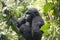 Gorilla in Jungle of Uganda