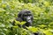 Gorilla in Jungle of Uganda. Gorilla sitting inbetween green leaves in mountain rainforest of Bwindi Impenetrable National Park