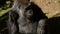 Gorilla looking around in a natural park - Western lowland gorilla