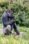 Gorilla looks a bit sad and sits on a stone