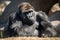 gorilla lying in the sun, with its arms crossed and eyes closed