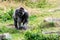 Gorilla male searches and looks around