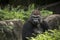 Gorilla male silverback great ape of Africa sitting in green jungle bushes