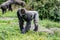 Gorilla male is standing with two hands in the grass