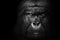 Gorilla mammal animal , black white wildlife