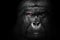 Gorilla mammal animal , black white wildlife