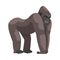 Gorilla Monkey as Ground-dwelling Herbivorous Great Ape Vector Illustration