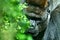 Gorilla monkey half hidden by bushes of greenery