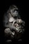 Gorilla monkey mother  nurses her little baby infant, cute scene. isolated black background