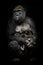 Gorilla monkey mother  nurses her little baby infant, cute scene. isolated black background