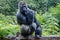 Gorilla monkey silverback gorilla in nature - gorilla portrait