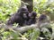 Gorilla Mother and Baby Uganda