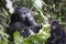 Gorilla mother and baby in the wilderness of mountain rainforest Uganda