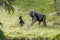 A gorilla mother with her baby