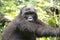 Gorilla in natural habitat in rainforest of Bwindi Impenetrable National Park, Uganda, Africa