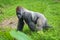 Gorilla non-human primate grass field side