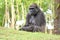 Gorilla , Oklahoma City Zoo