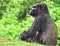 Gorilla, Oklahoma City Zoo, OKC, Female with baby