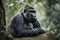 gorilla, peacefully sitting on rock in the forest