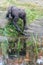 Gorilla by the pool getting his food