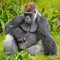 Gorilla Posing