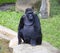 Gorilla primacy monkey hominoid social animal