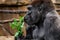 Gorilla primate close-up sniffing plant