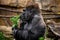 Gorilla primate sniffing plant