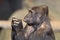 Gorilla profile portrait