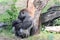 Gorilla relaxing against a tree trunk