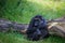 Gorilla relaxing in grass