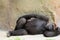 Gorilla Resting