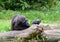 Gorilla resting on a tree