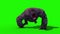 Gorilla Run Static Front Animals 3D Rendering Green Screen Animation