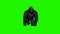 Gorilla runs - green screen