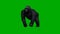 Gorilla runs without shadow - green screen