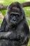 Gorilla\'s portrait