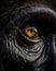 Gorilla\\\'s Powerful Gaze: A Captivating Close-Up Portrait