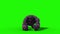 Gorilla Screams and Dies Animals 3D Rendering Green Screen Animation