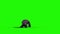 Gorilla Screams and Dies Back Animals 3D Rendering Green Screen Animation