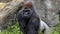 Gorilla showing defiance glaring into camera