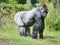 Gorilla, Silver back. The herbivorous big ape is impressive and strong