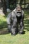 Gorilla, Silver back. The herbivorous big ape is impressive and strong