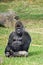 Gorilla silverback relaxing