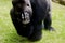 Gorilla silverback showing hand with fingers, skin, nails in front of face